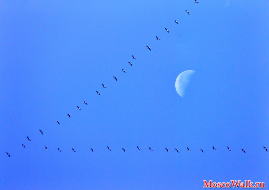 Ранним осенним утром заморозок поднял в небо многочисленные перелетные стаи гусей